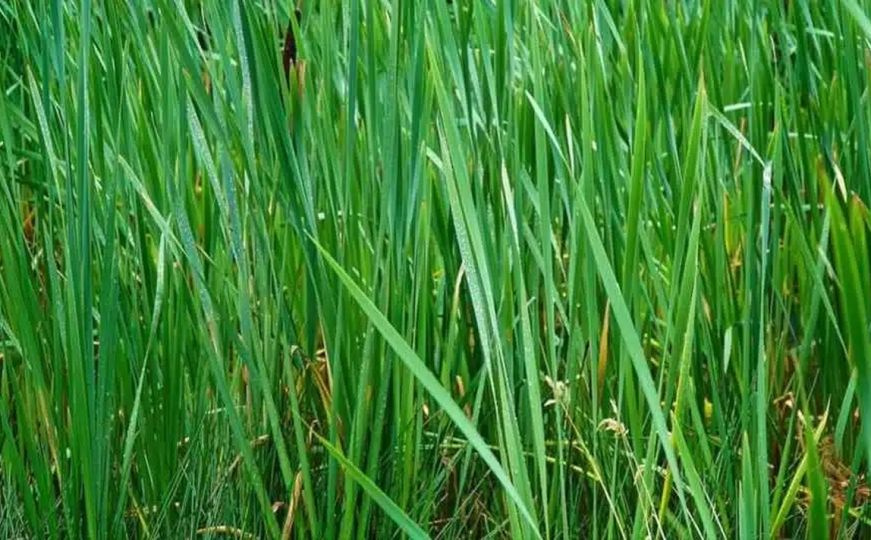 Imate 8 sekundi: Možete li pronaći skakavca skrivenog u travi?