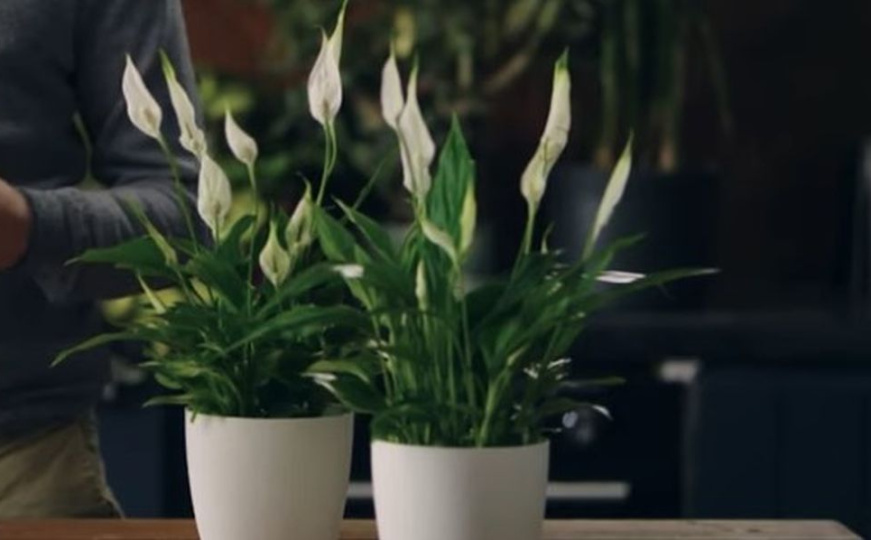 Vodič za pravilno zalijevanje ljiljana mira: Izbjegavajte ove greške