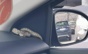 Vatrogasci iz Umaga u automobilu pronašli najotrovniju europsku zmiju