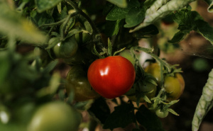 Sačuvajte sjeme paradajza za narednu sezonu: Ovako ćete dobiti provjereno dobar plod
