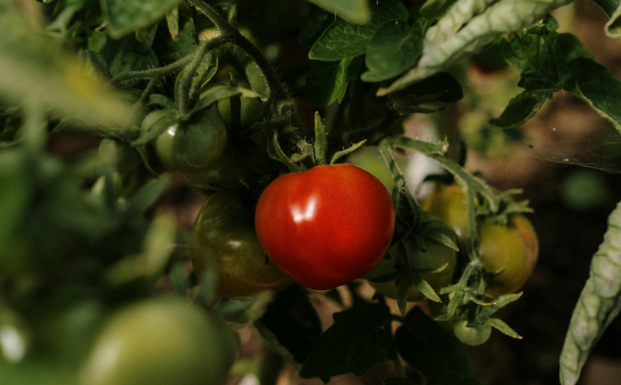 Sačuvajte sjeme paradajza za narednu sezonu: Ovako ćete dobiti provjereno dobar plod