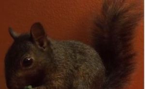 Efikasni trikovi: Otjerajte vjeverice od hrane za ptice