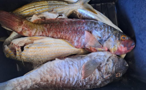 Neobičan ulov na Pelješcu: Jeste li ikada vidjeli ove ribe?