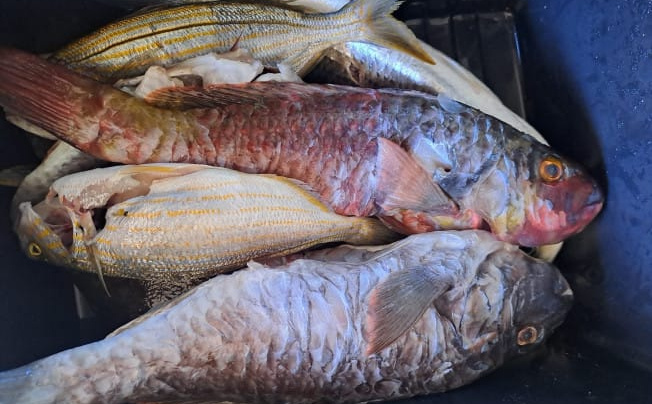 Neobičan ulov na Pelješcu: Jeste li ikada vidjeli ove ribe?