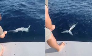 Ribari kod Dubrovnika uhvatili 'geparda okeana': "Borba je bila napeta"