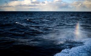 Stručnjaci upozoravaju: Ekstremno visoke temperature Sjevernog i Baltičkog mora