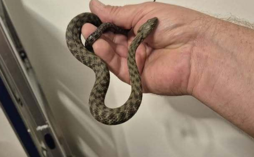 Muškarac pozvao pomoć zbog zmije u vozilu, ali je brzo nestala: Onda je otkrivena u njegovom stanu