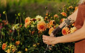 Nemojte ih uzgajati u svom vrtu: EU strogo zabranjuje više od 40 biljnih vrsta, ovo su neke od njih