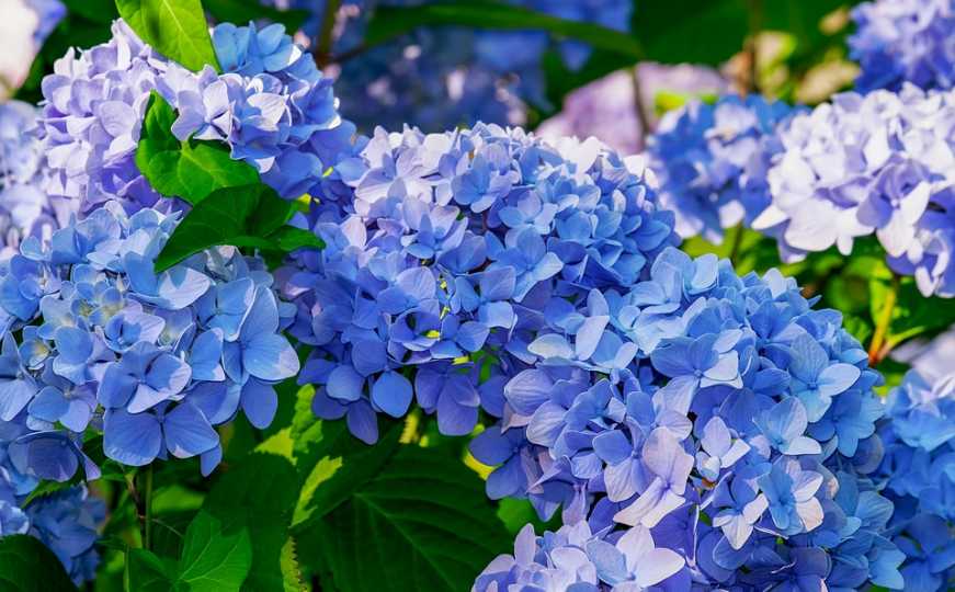 Ključno za cvat naredne godine: Kako pravilno orezati hortenzije?