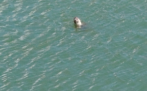 Ipak nije nestala iz našeg mora: U Neumskom zaljevu se pojavila sredozemna medvjedica