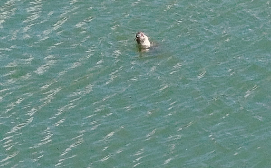 Ipak nije nestala iz našeg mora: U Neumskom zaljevu se pojavila sredozemna medvjedica