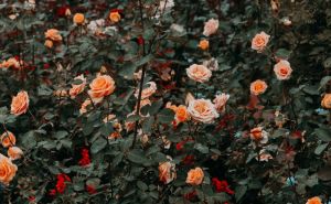 Vrtlar upozorava: Uklonite ovo iz vrta, može izazvati ogromne probleme