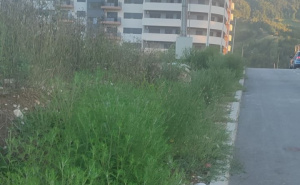 Sarajevo: Traže se hitne mjere radi suzbijanja širenja ove biljke - "zdravstveni rizik raste!"