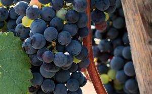 Bez otrovnih hemikalija: Kako zaštititi grožđe od osa?