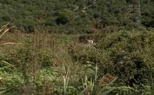 Alarmantna situacija: U dolini Neretve pronađeno desetak uginulih krava