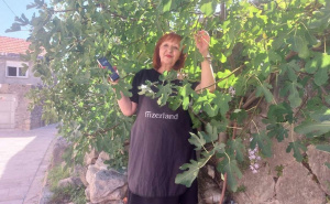 Čudesna smokva raste u zidovima muzeja u BiH: O njoj brine frizerka