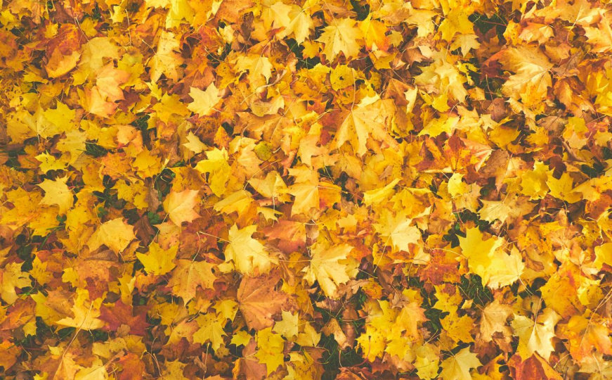 Stručnjaci upozoravaju: Skupljajte lišće sa tla u vrtu, može stvoriti ozbiljne probleme