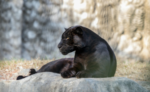 Lovac tvrdi da je vidio crnog pantera na granici sa Srbijom