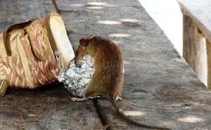 Hladni dani dovode glodare u dom: Kako se zaštititi od pacova?