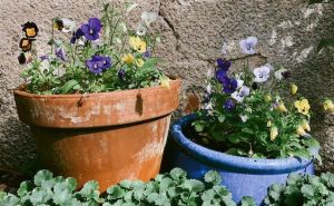 Cvijeće koje jesen ne može zaustaviti, idealno je i za terasu i baštu: Cvjetaju čak i po prvom mrazu