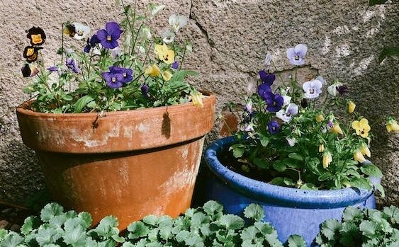 Cvijeće koje jesen ne može zaustaviti, idealno je i za terasu i baštu: Cvjetaju čak i po prvom mrazu