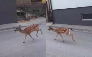 Neočekivani gost: Lane protrčalo centrom Sarajeva