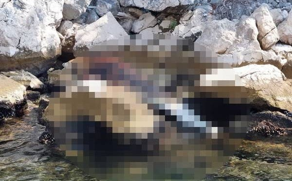 Pronađen uginuli delfin u Jadranu: Bio je atrakcija za brojne turiste koji su posjećivali ovaj otok