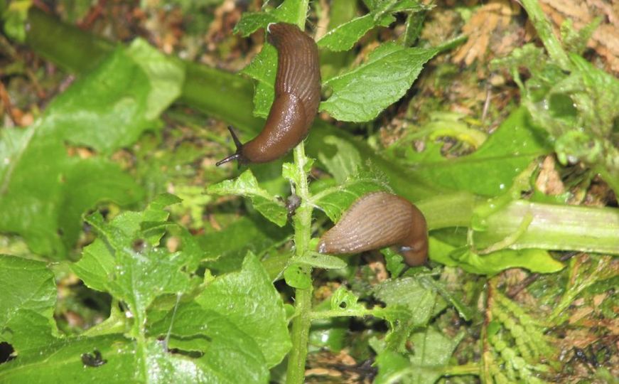 Uradite ovo i puževi će zaobilaziti vaš vrt u širokom luku: Nema potrebe za agresivnim hemikalijama