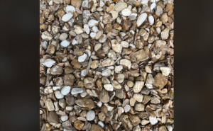 Kao u zemlju propao: Ova mozgalica je zaludjela mnoge, možete li pronaći prsten među kamenčićima?