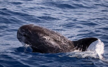 Tužna sudbina prelijepe životinje: Ovo su posljednje informacije o povrijeđenom delfinu iz Jadrana