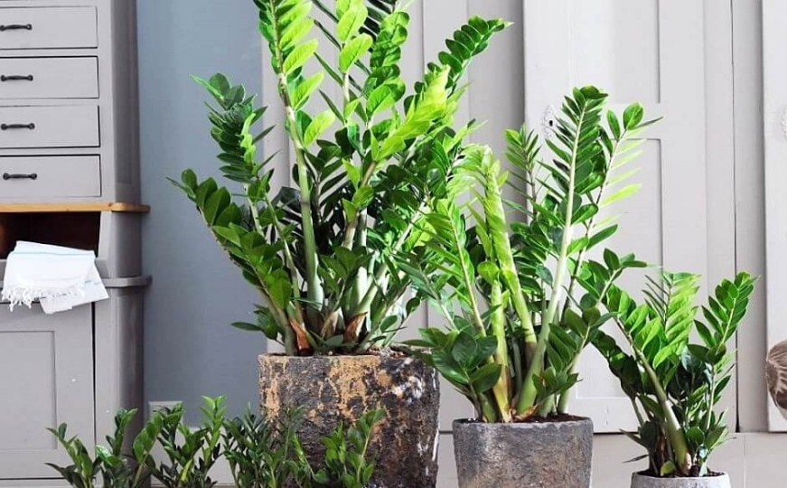 Zamija - ova biljka hit je u uređenju interijera: Postoji jedna greška zbog koje ne uspijeva