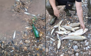 Cisterna se prevrnula, gorivo završilo u rijeci Jadar: Zabilježen masovan pomor ribe