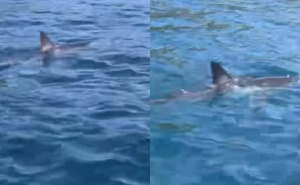 Veliki morski pas snimljen u blizini broda u Dalmaciji: Stručnjak otkriva o kojoj vrsti je riječ