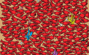 Posmatrajte pažljivo: Možete li pronaći 4 raka među jastozima?