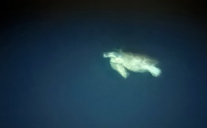 Neobičan susret ronioca u Jadranskom moru: "Samo mi je lagano prišla"