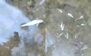 Ekološka katastrofa u BiH: Ogroman pomor ribe u Neretvi, pogledajte snimke