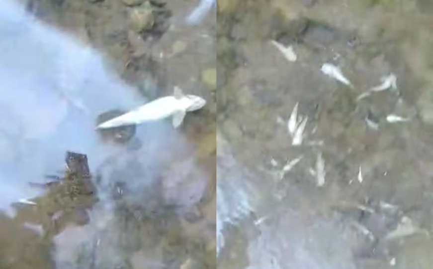 Ekološka katastrofa u BiH: Ogroman pomor ribe u Neretvi, pogledajte snimke