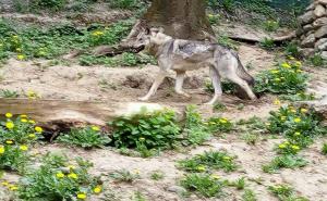 Majka iz Beograda opisala horor u Grčkoj: Vuk napao djevojčicu (5) na plaži