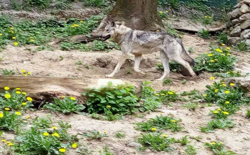 Majka iz Beograda opisala horor u Grčkoj: Vuk napao djevojčicu (5) na plaži