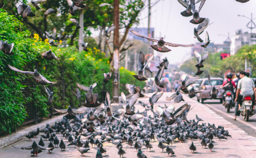 Zbog golubova: Komšije svoj život nazivaju Hitchcockovom noćnom morom, umiješao se i gradonačelnik