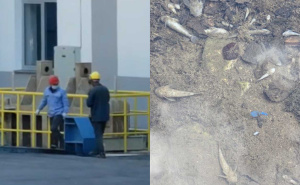 Masovni pomor ribe u Neretvi: "Jezivi prizori, osjeti se miris sumpora. Peševi nemaju oči"