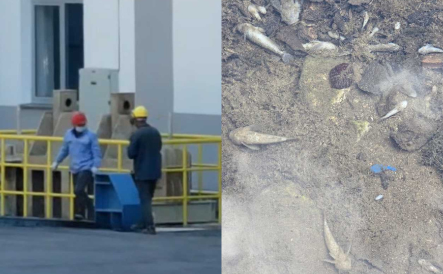 Masovni pomor ribe u Neretvi: "Jezivi prizori, osjeti se miris sumpora. Peševi nemaju oči"