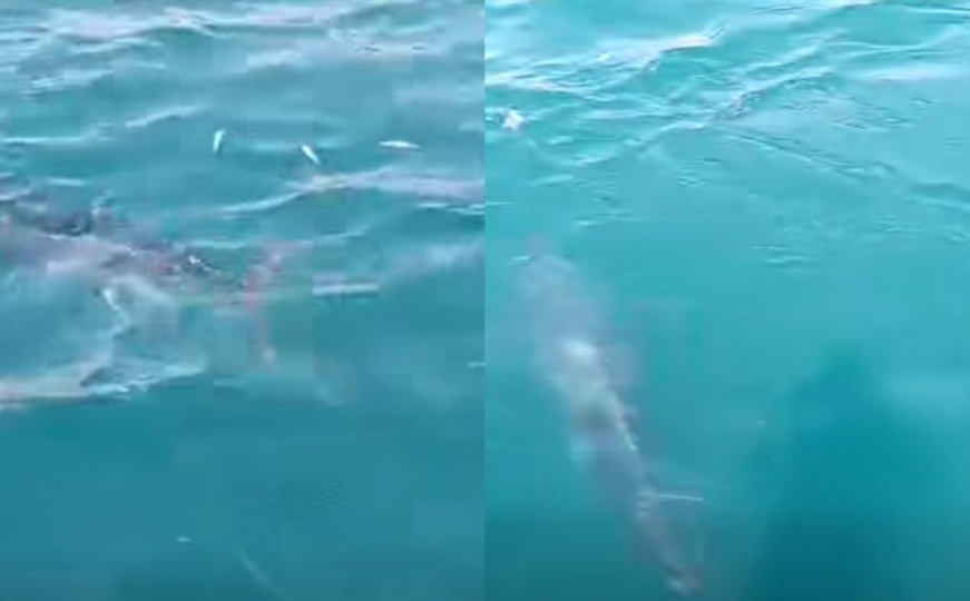 Neobičan prizor u Neumu: "Kakve beštije u našem zaljevu"