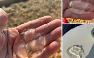 Turiste u Hrvatskoj iznenadili 'gosti' u moru: "Kao da se kupaš u želeu"