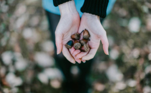 Ovo moraju znati svi koji imaju hrast u dvorištu: Sklanjajte žirove sa tla, mogu napraviti problem