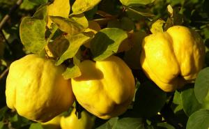 Mirisna čuvarica i kraljica jeseni: Zašto je dunja "zlatna jabuka" zdravlja?