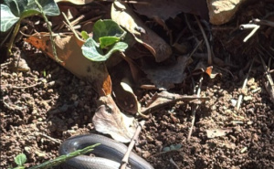 Korisnik pitao o kojoj zmiji se radi, komentari su se nizali: "Balkanska otrovna anakonda"