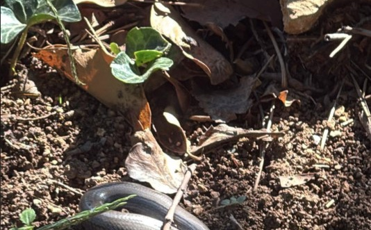 Korisnik pitao o kojoj zmiji se radi, komentari su se nizali: "Balkanska otrovna anakonda"