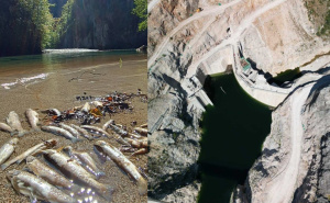 Pomor ribe i drugih vodenih vrsta u Neretvi: Prizori uznemirujući, doznaju se i nove informacije