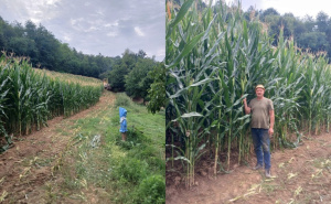 Halidova njiva za primjer: Kukuruz do tri metra, suša mu ništa ne može